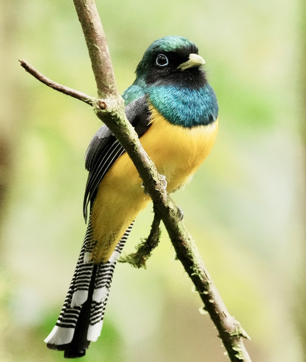 Atlantic Black-throated Trogon - ML641929869