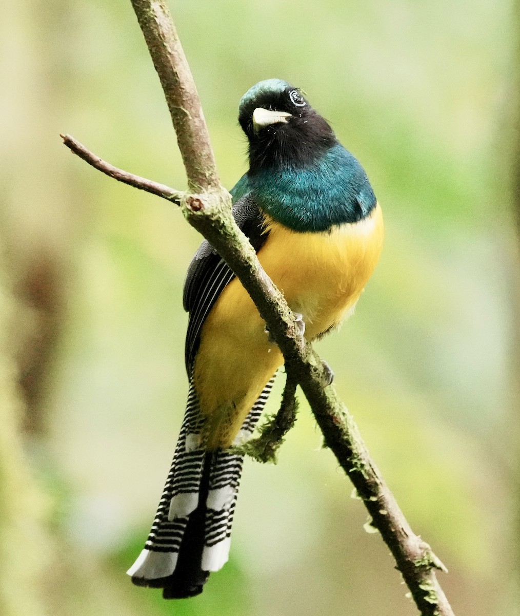 Atlantic Black-throated Trogon - ML641929870