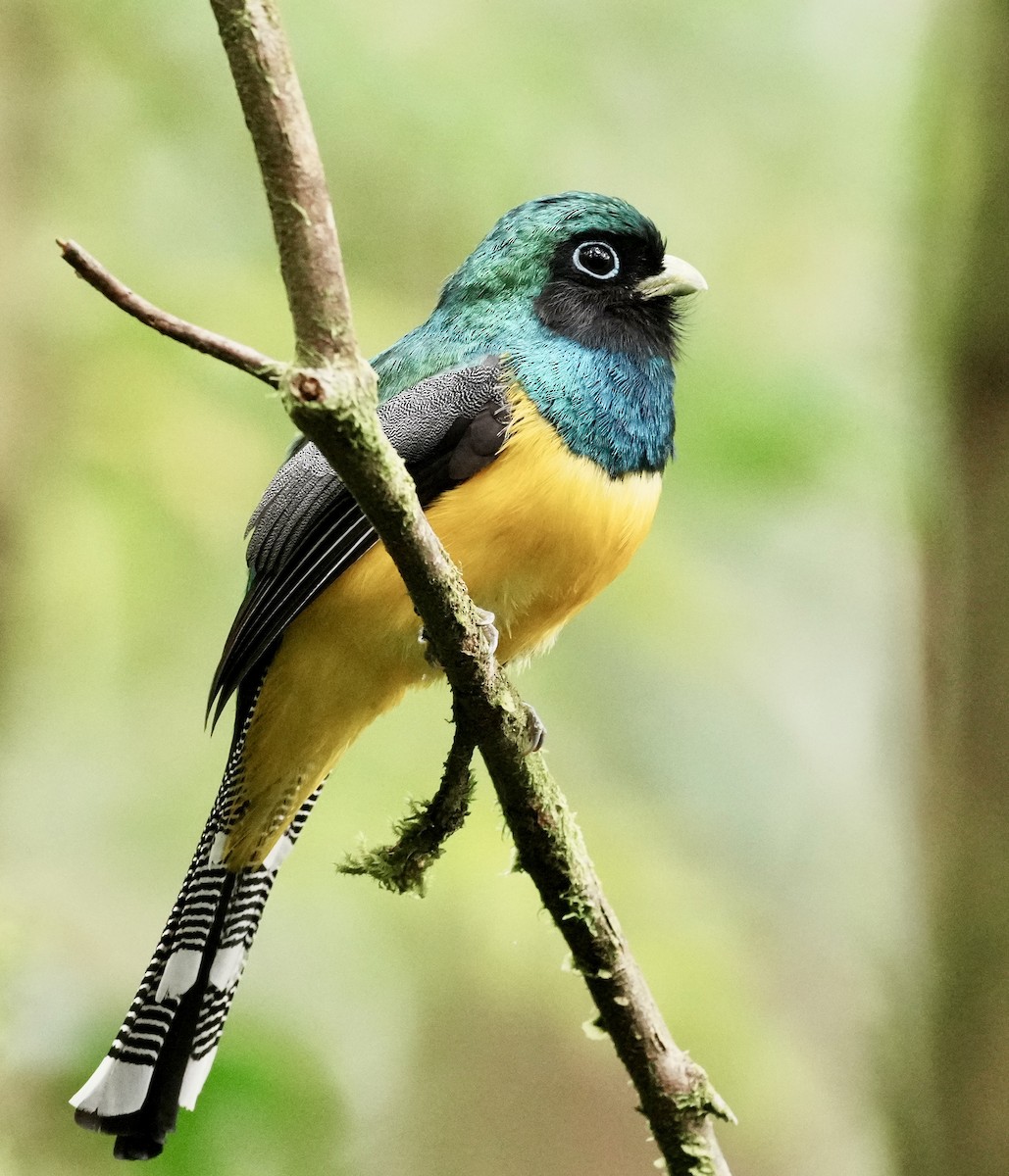 Atlantic Black-throated Trogon - ML641929871