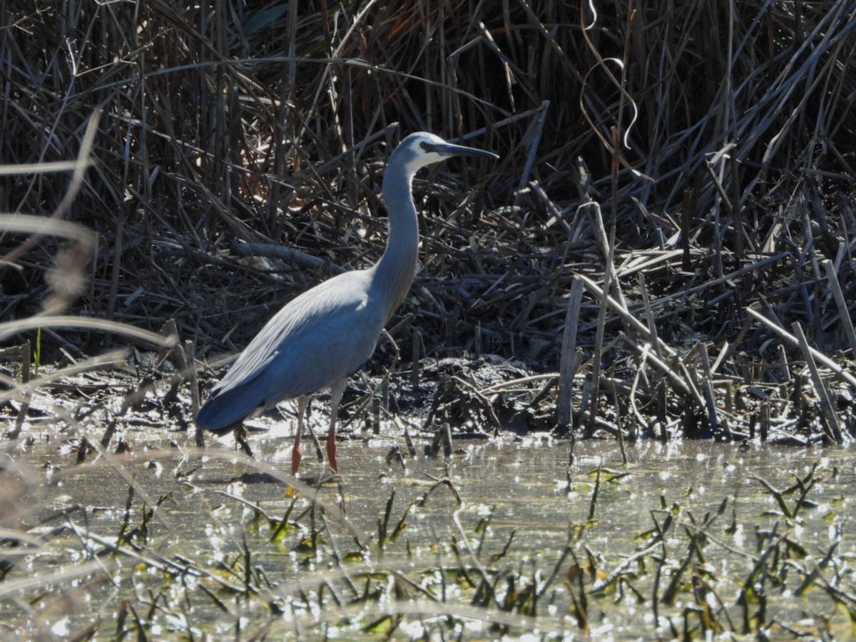 White-faced Heron - ML641929876