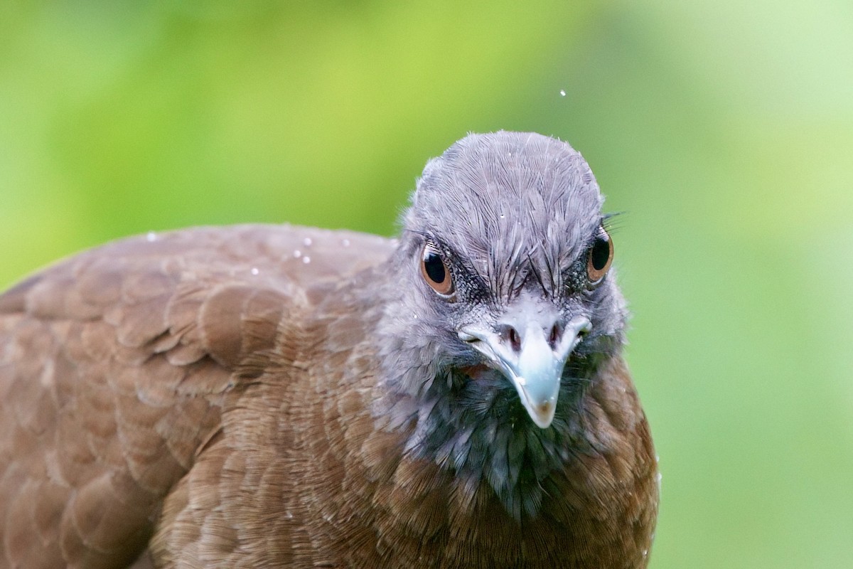 Gray-headed Chachalaca - ML641929879