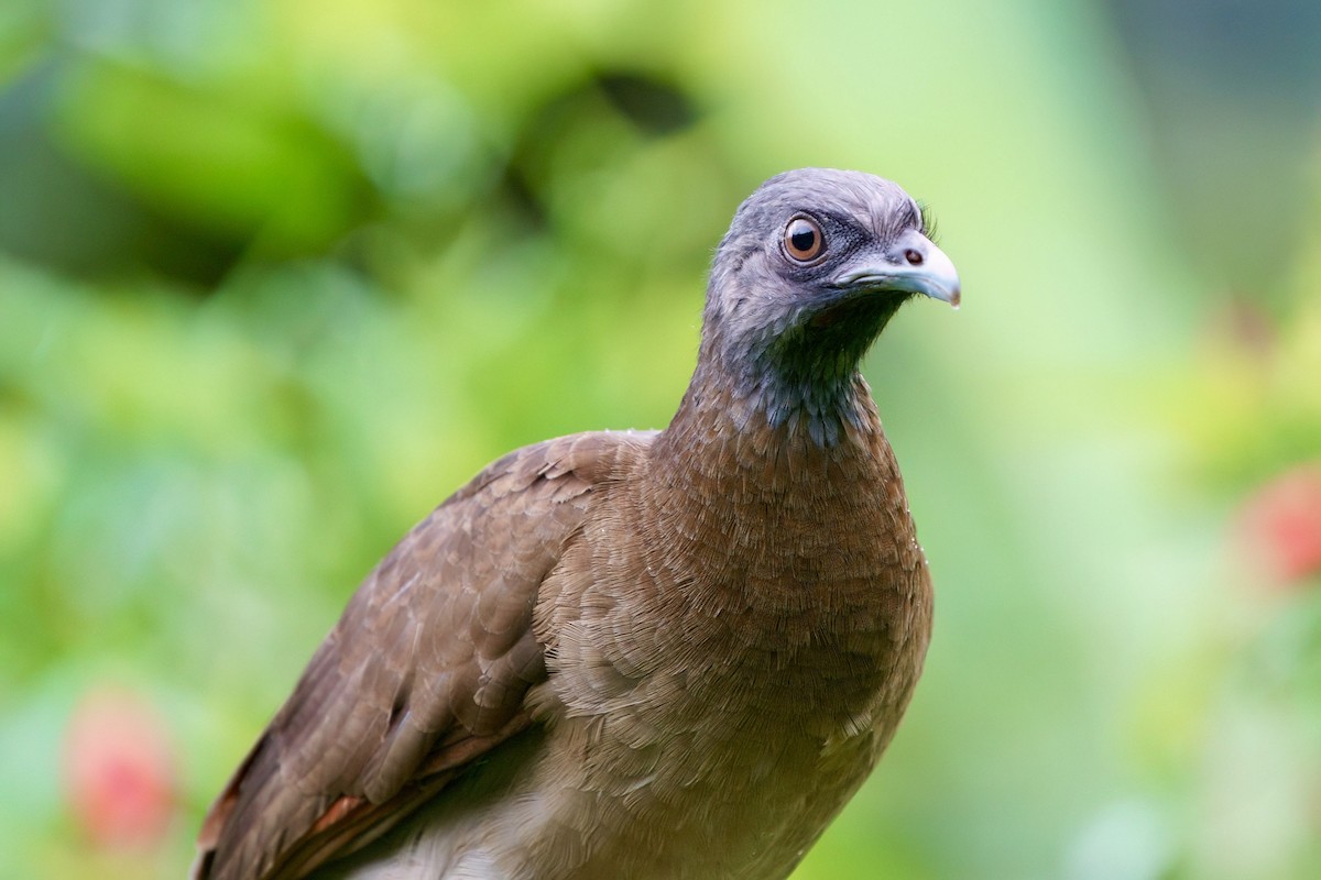 Gray-headed Chachalaca - ML641929880