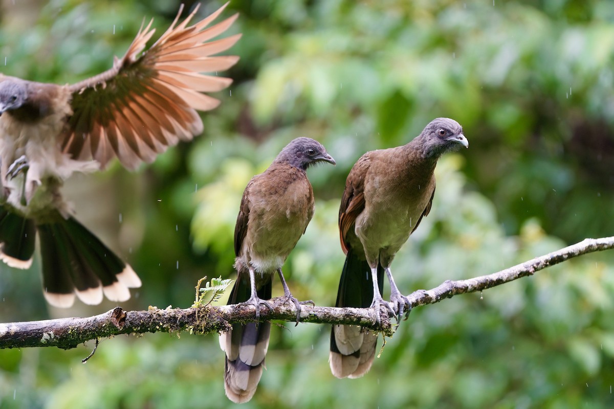 Gray-headed Chachalaca - ML641929881