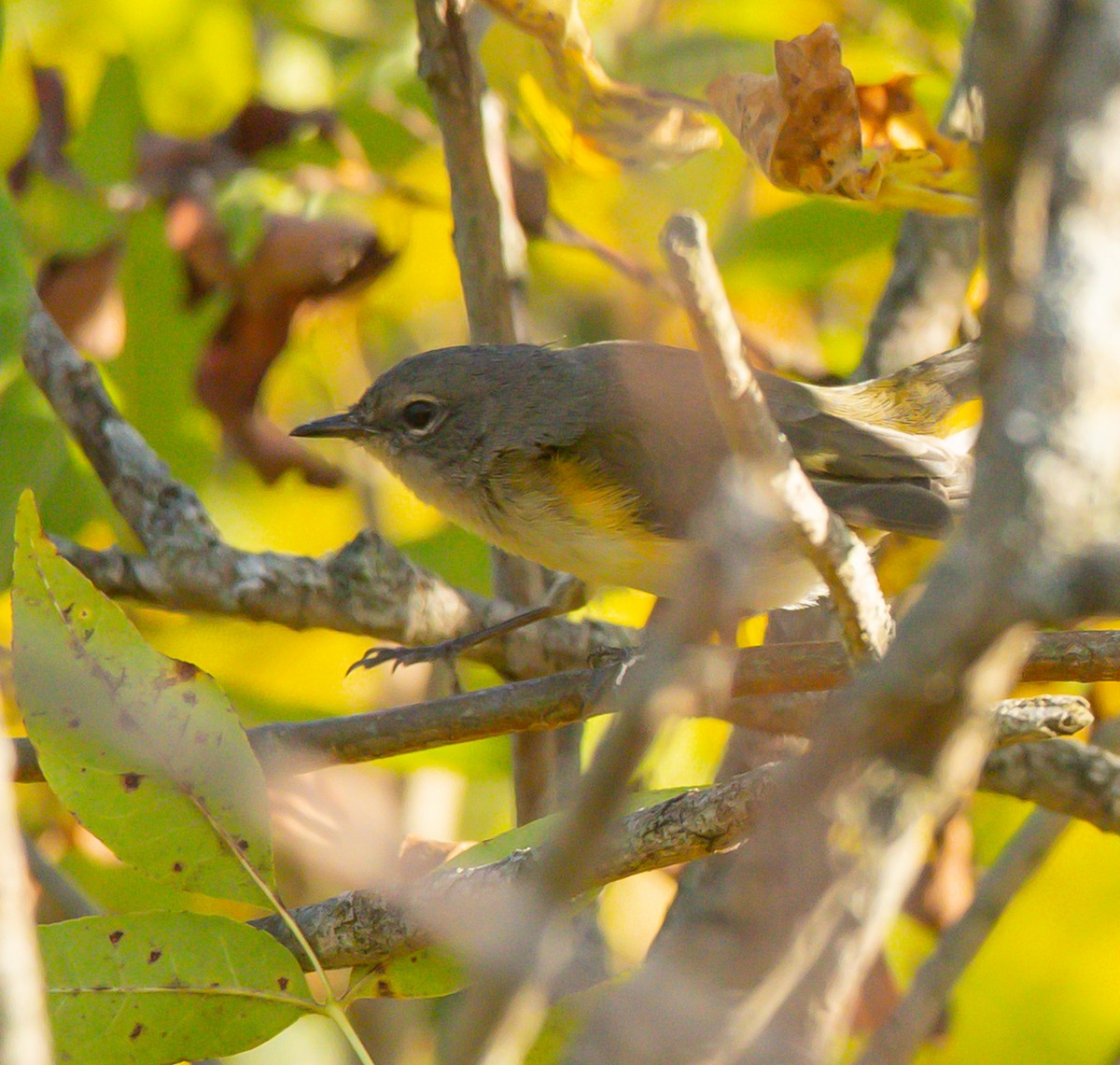 American Redstart - ML641929887