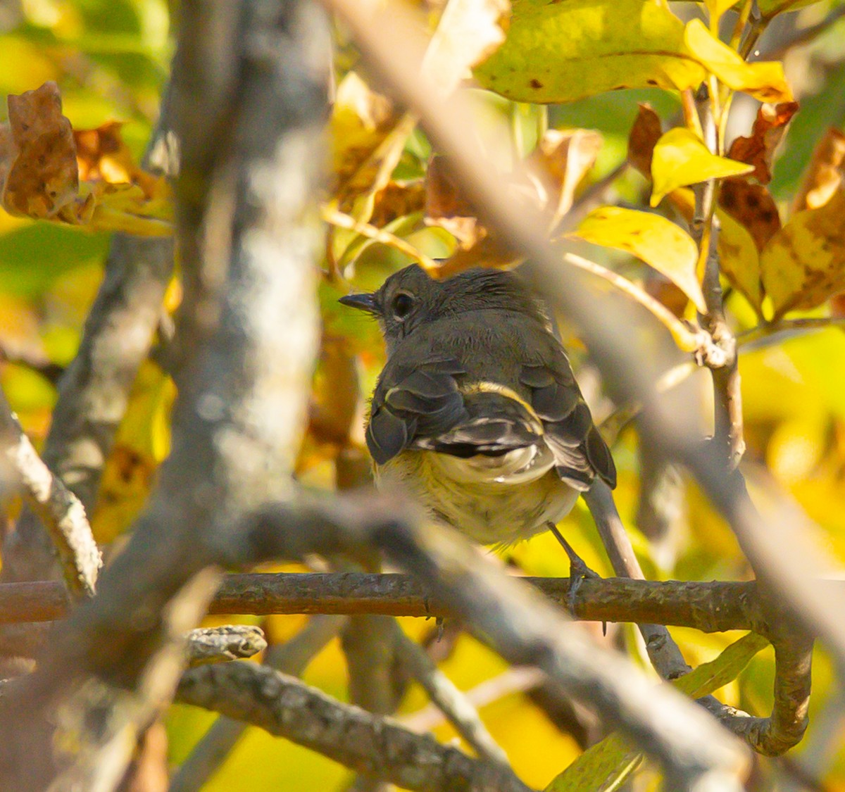 American Redstart - ML641929888