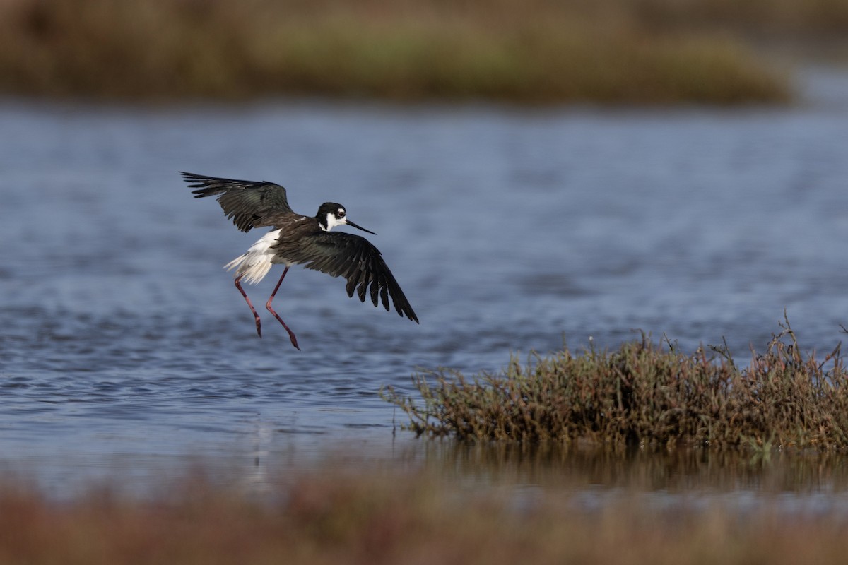 Black-necked Stilt (Black-necked) - ML641929890