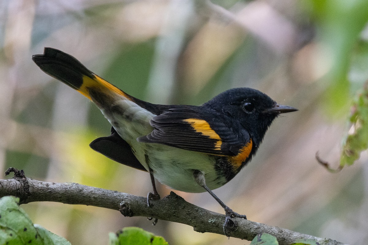 American Redstart - ML641929903