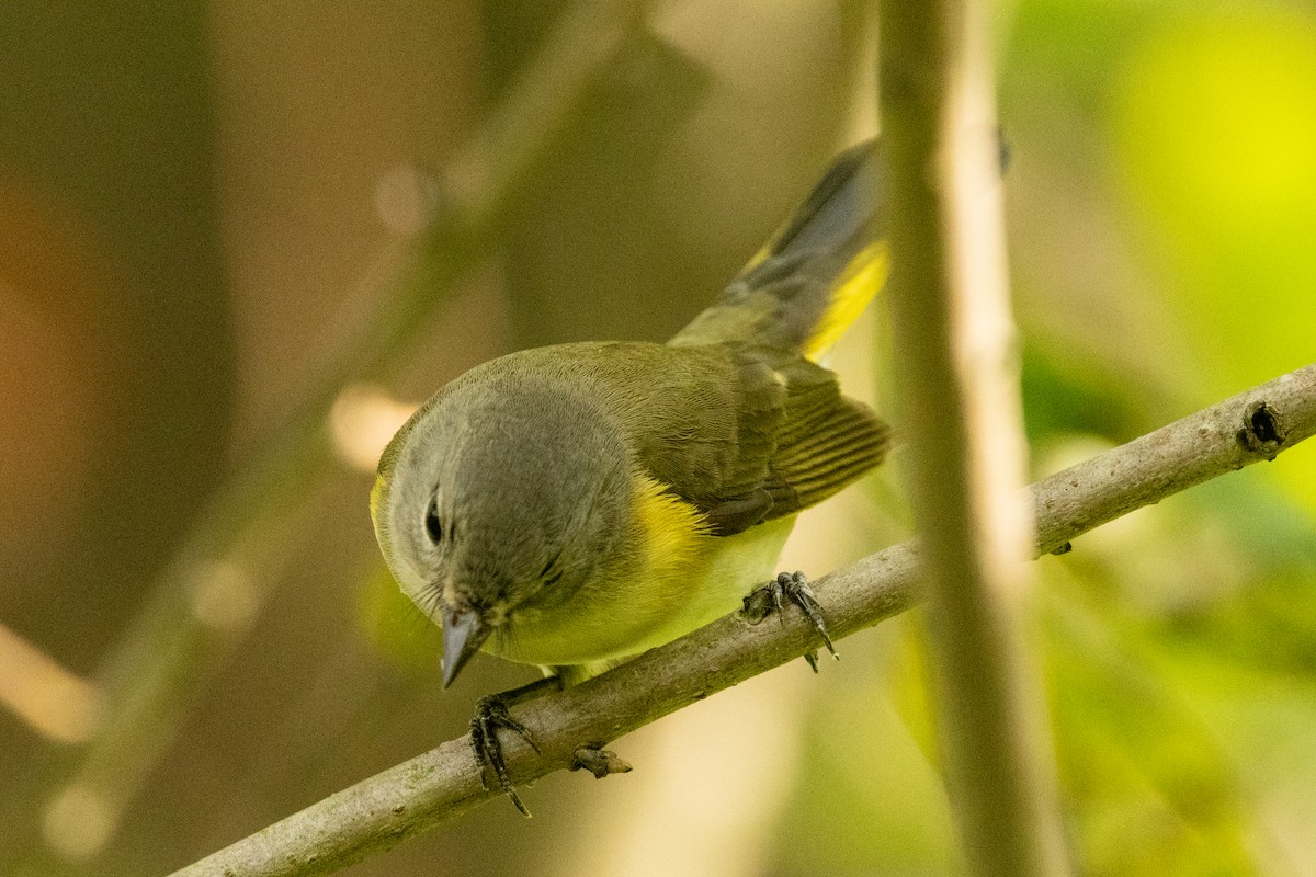 American Redstart - ML641929904