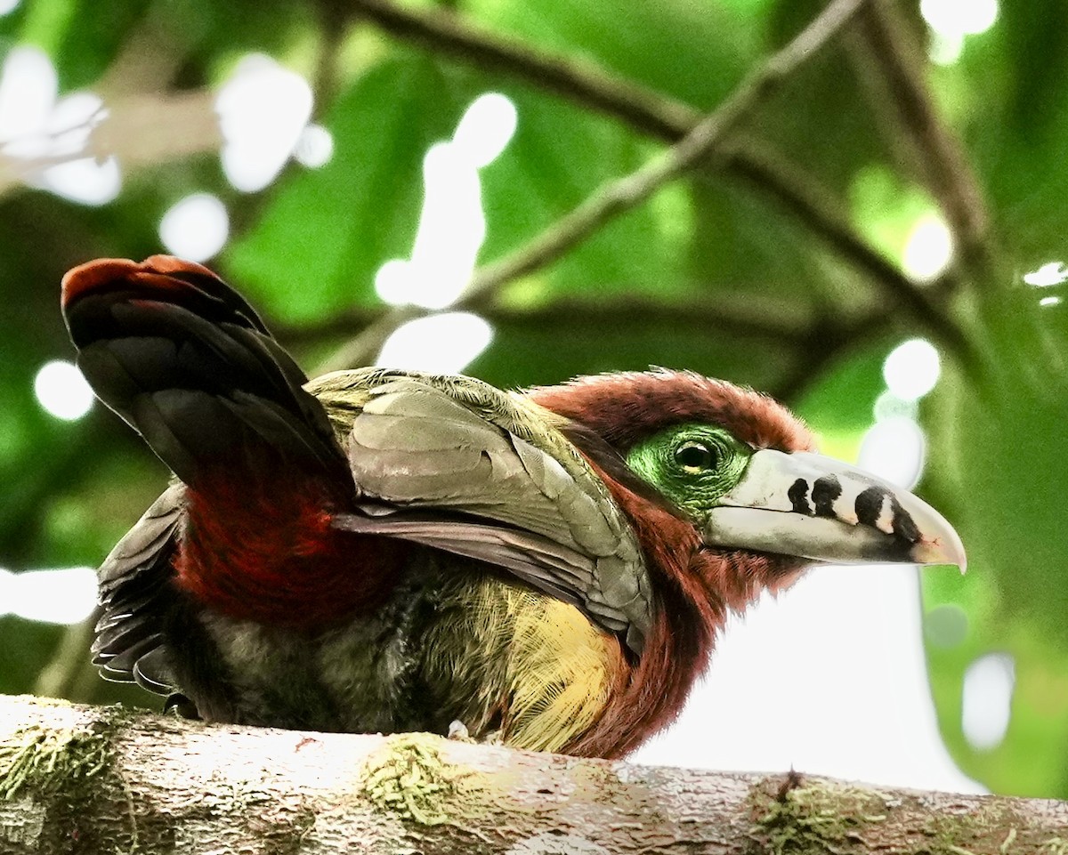 Spot-billed Toucanet - ML641929914