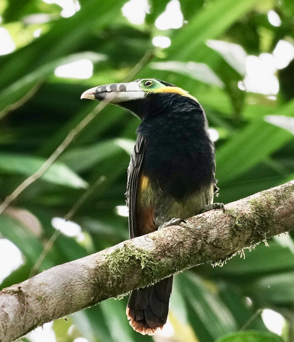 Spot-billed Toucanet - ML641929915