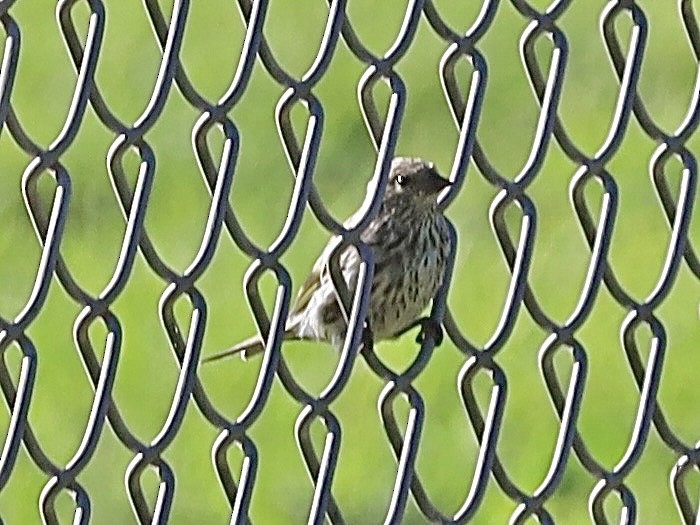 Pine Siskin - ML641929929