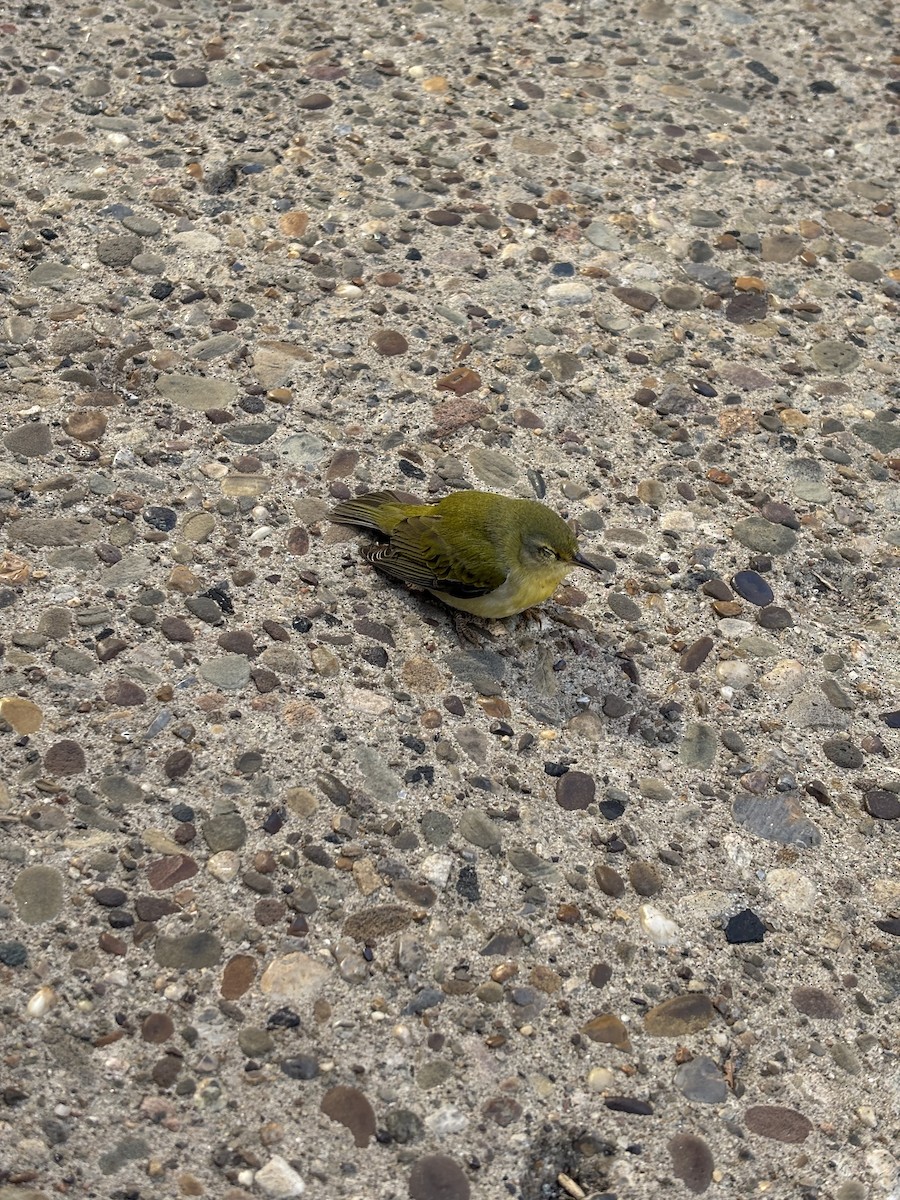 Tennessee Warbler - ML641929930