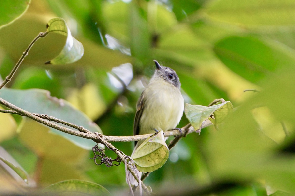 Slaty-capped Flycatcher - ML641929941