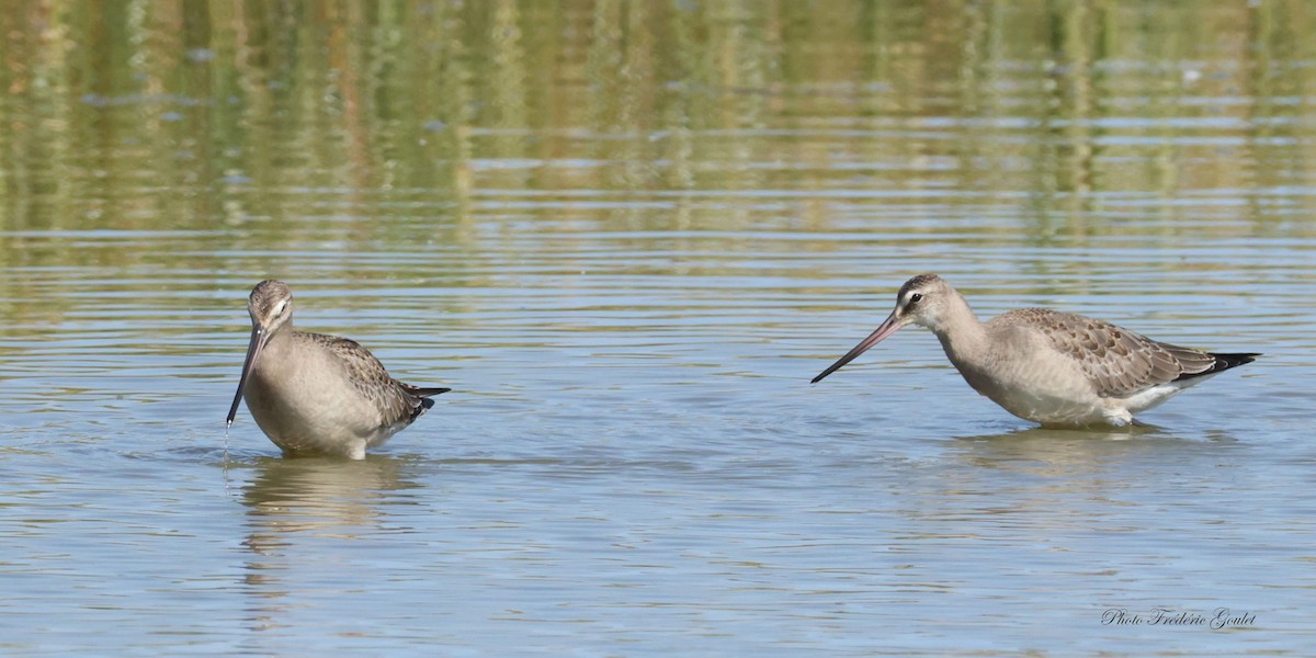 Hudsonian Godwit - ML641929970