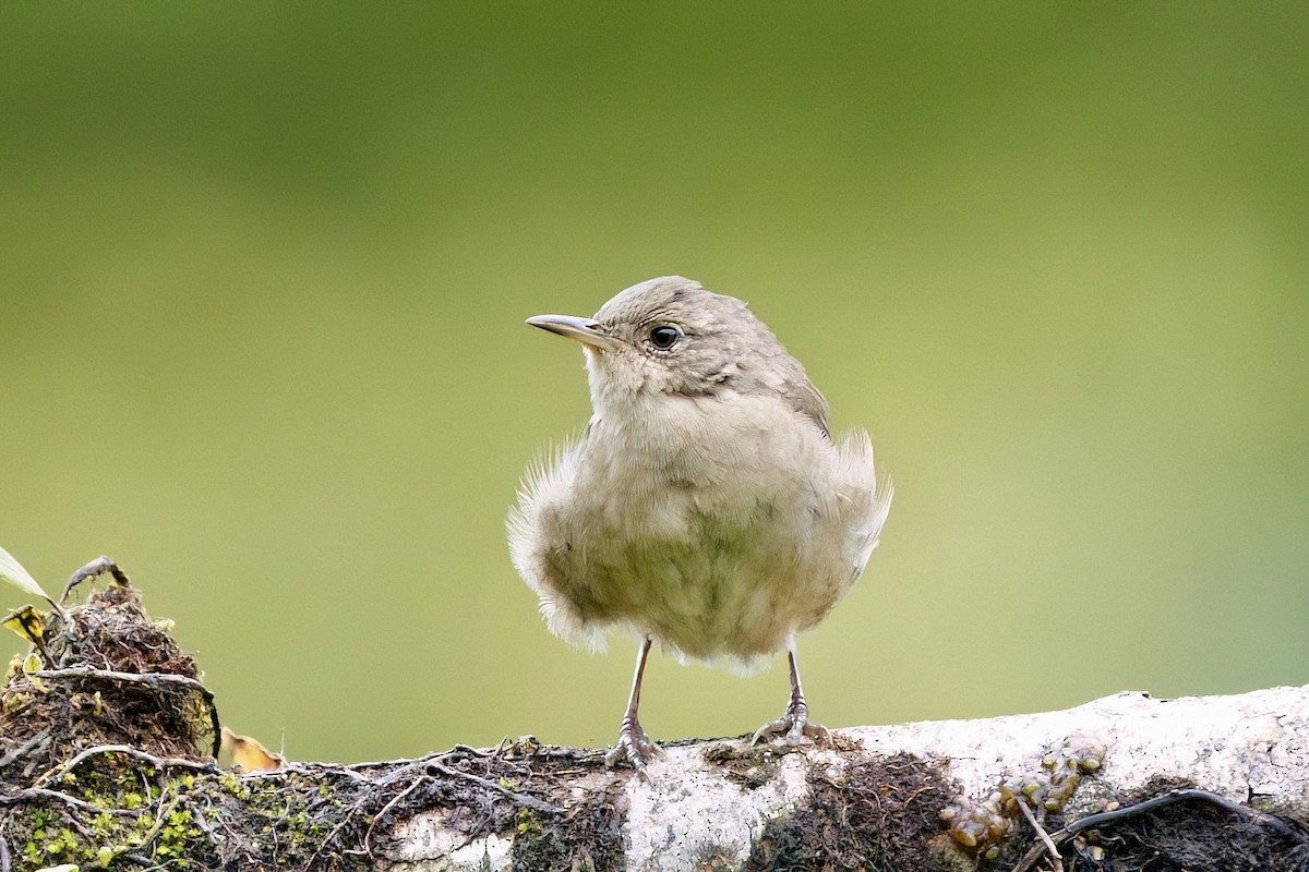 Southern House Wren - ML641929973