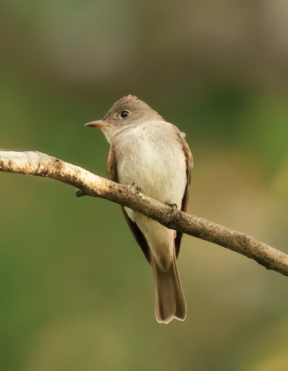Eastern Wood-Pewee - ML641929986