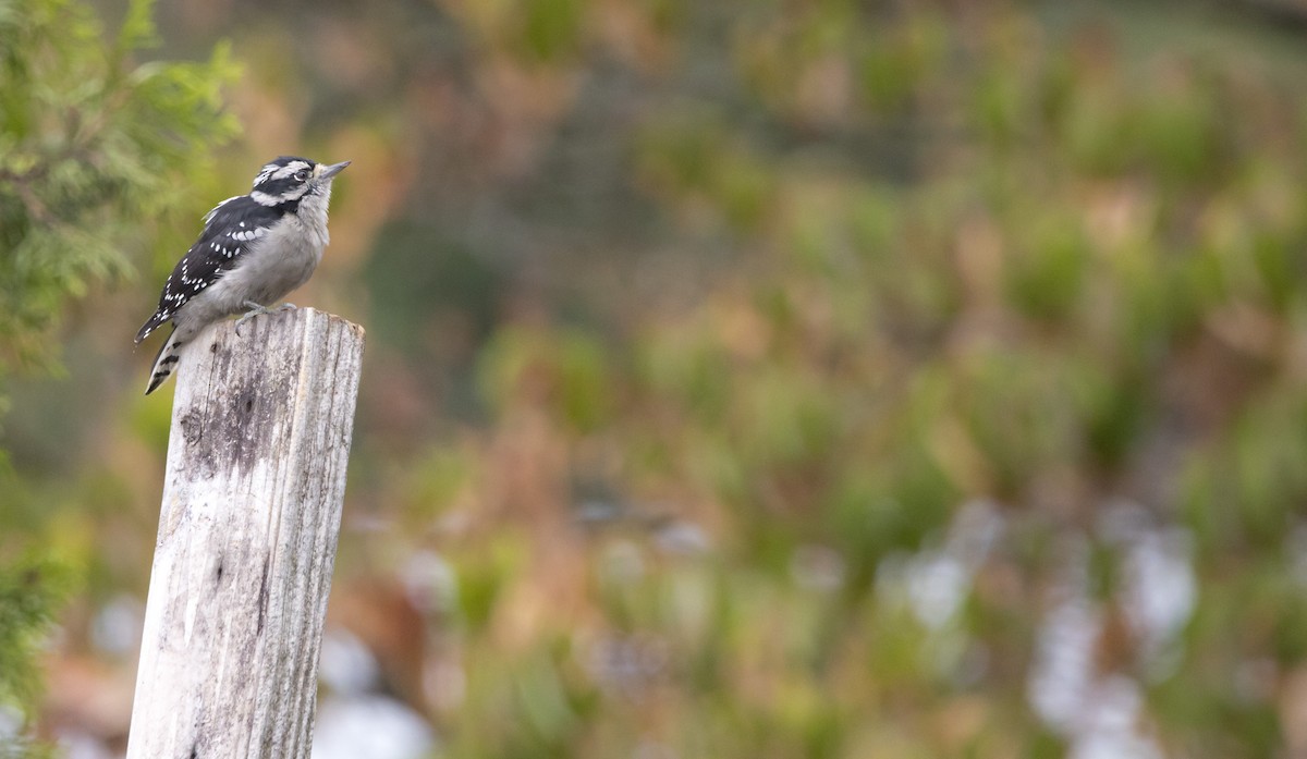 Downy Woodpecker - ML641930001