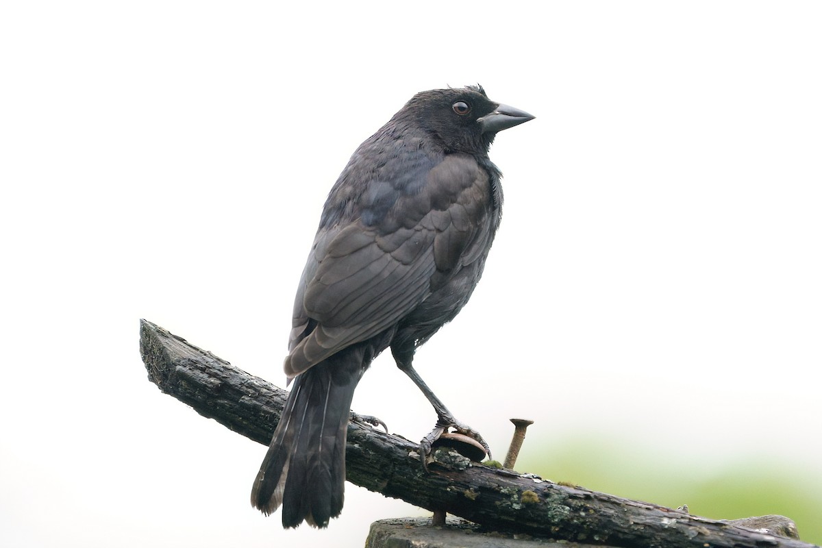 Melodious Blackbird - ML641930010