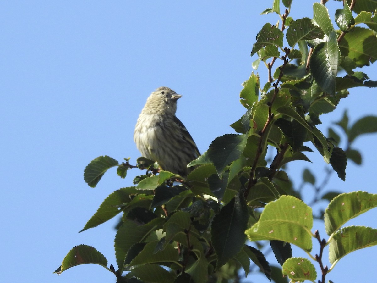 Pine Siskin - ML641930045