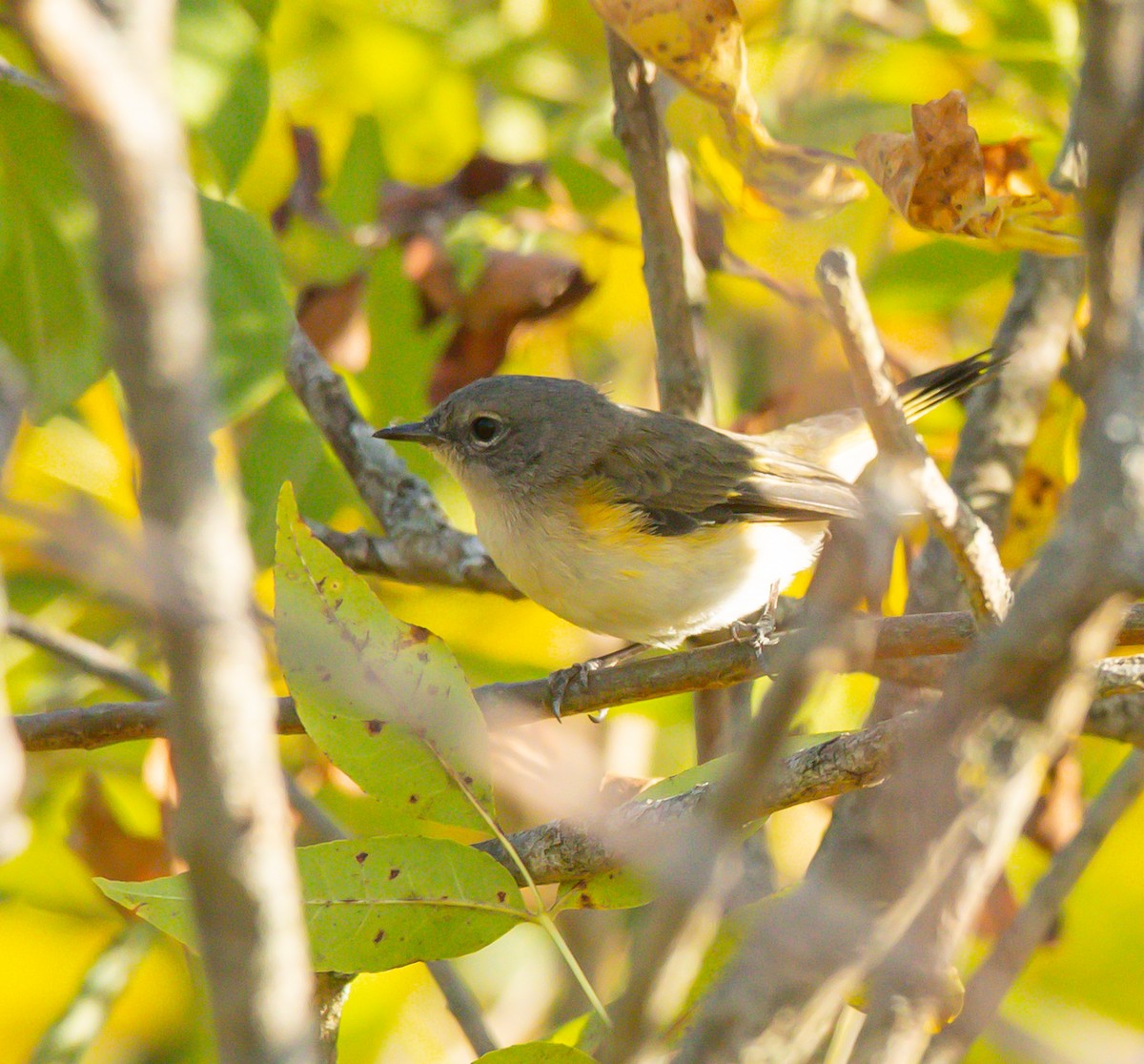 American Redstart - ML641930049