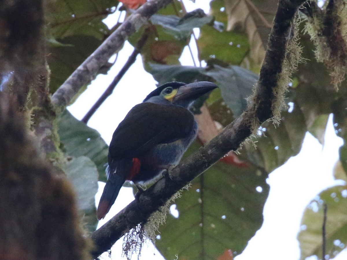 Plate-billed Mountain-Toucan - ML641930052
