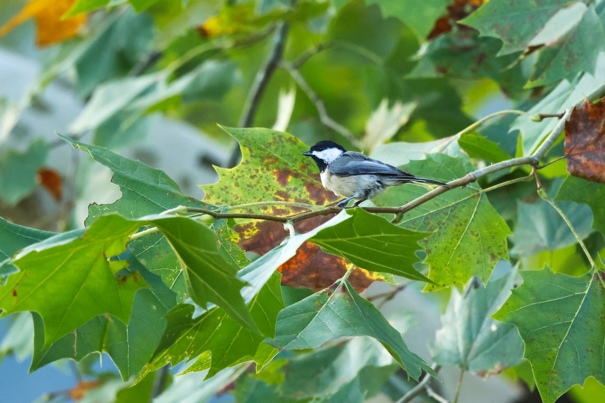 Carolina Chickadee - ML641930064