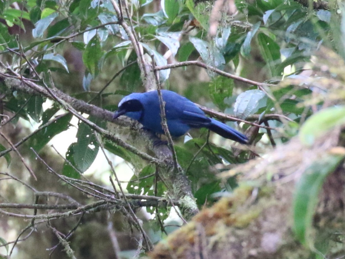 Turquoise Jay - ML641930083