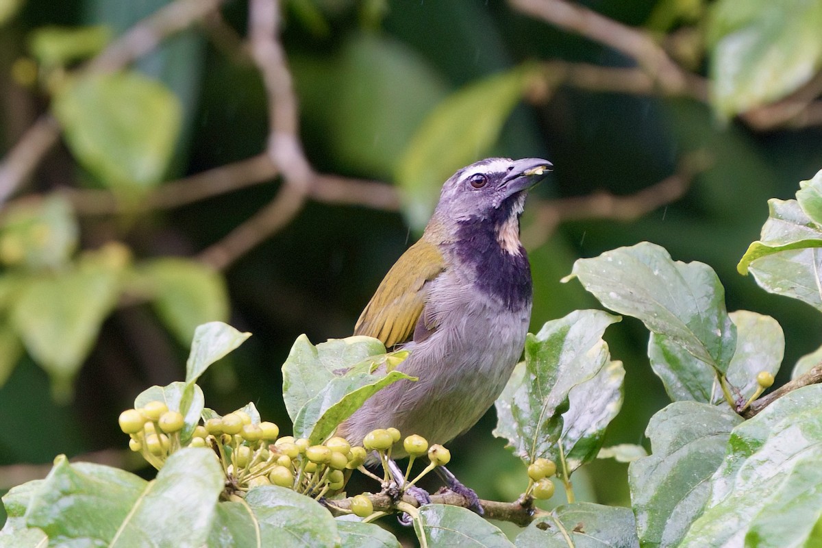 Buff-throated Saltator - ML641930084