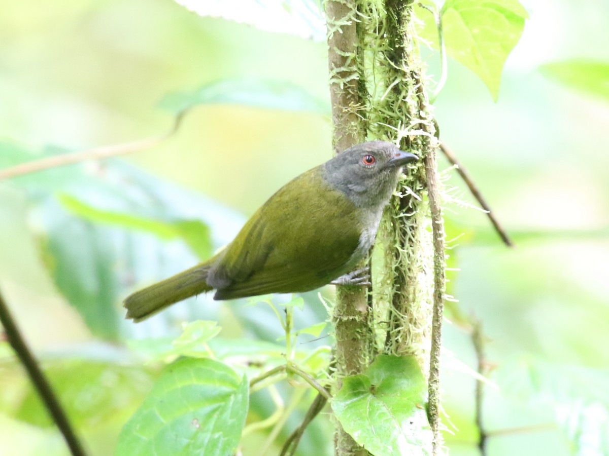 Dusky Chlorospingus - ML641930088