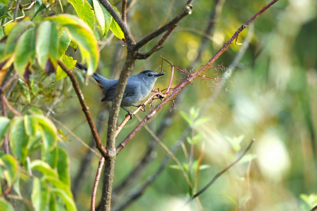 Gray Catbird - ML641930089