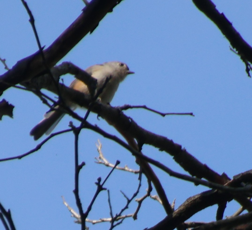 Tufted Titmouse - ML641930104