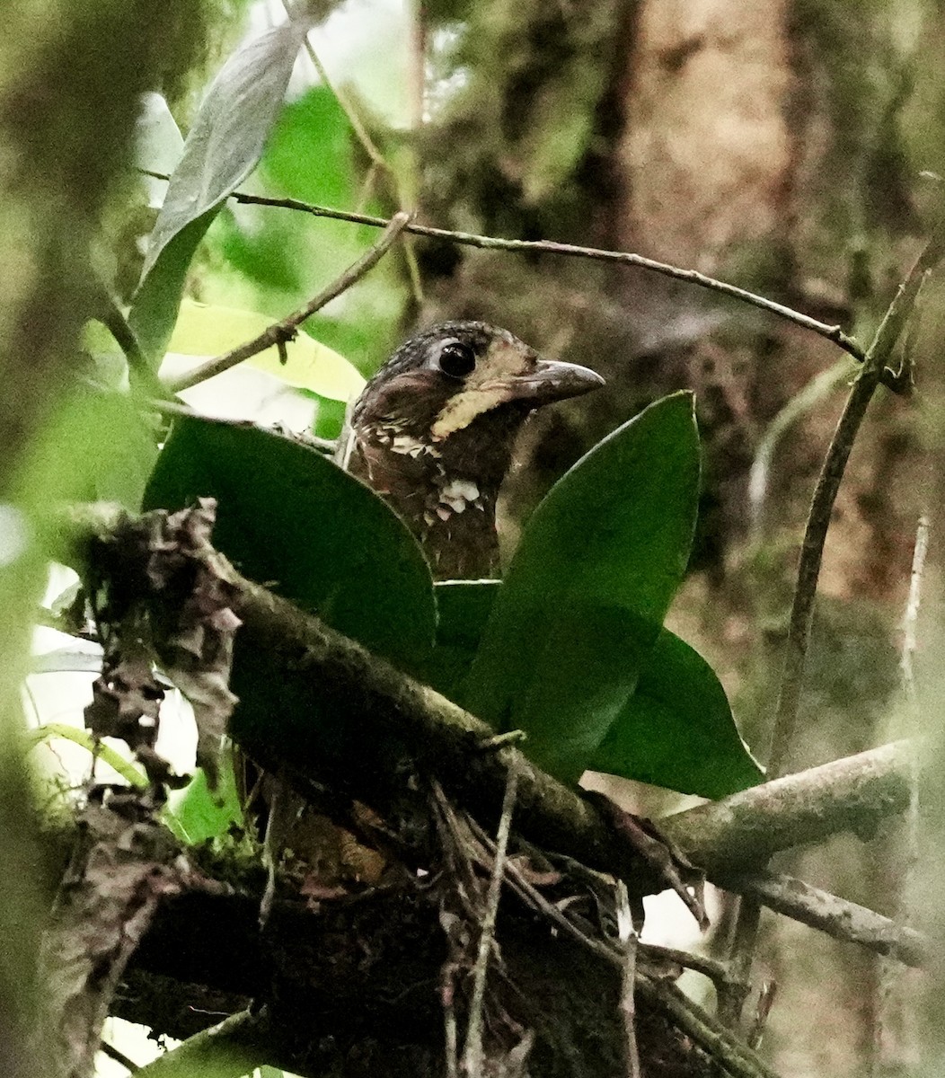 Variegated Antpitta - ML641930106