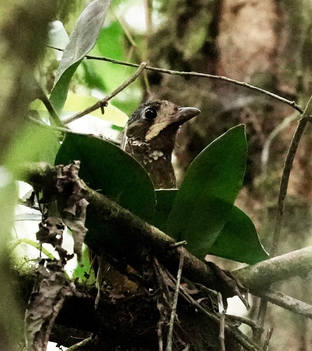 Variegated Antpitta - ML641930107