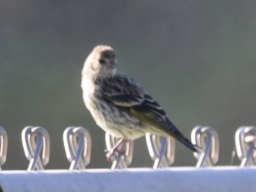 Pine Siskin - ML641930111