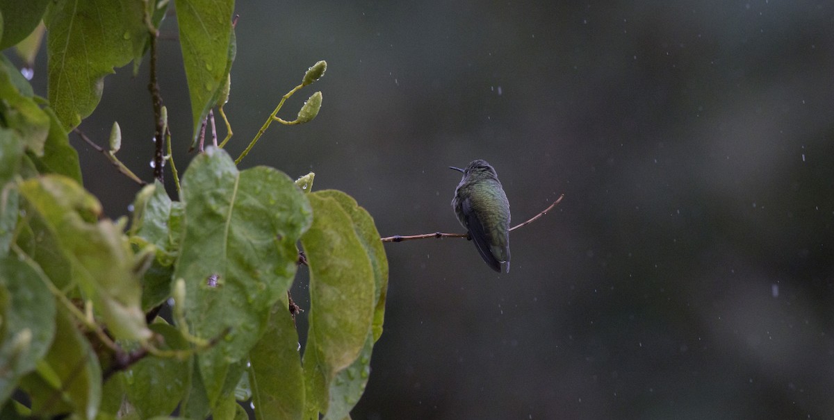 Anna's Hummingbird - ML641930135