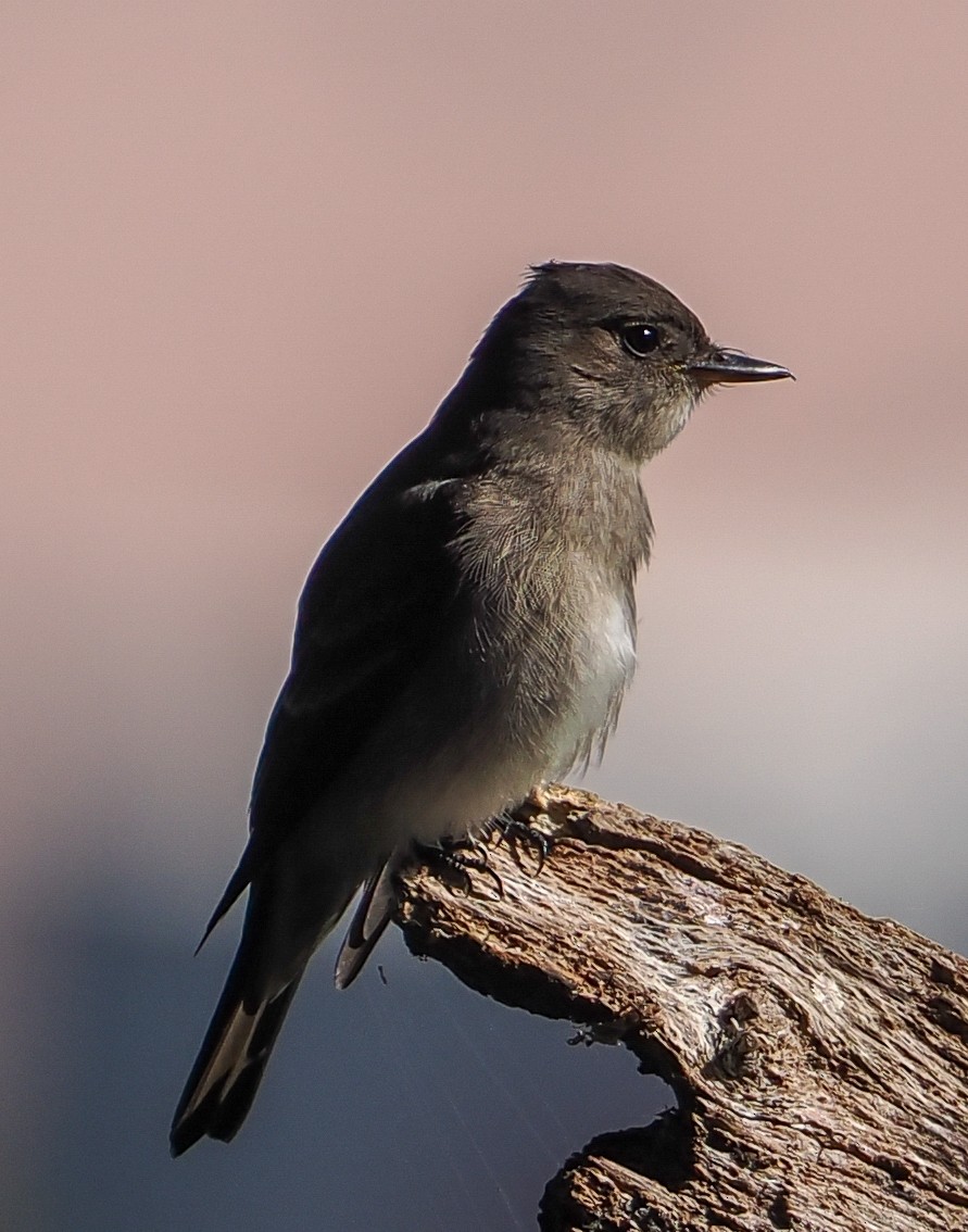 Western Wood-Pewee - ML641930144