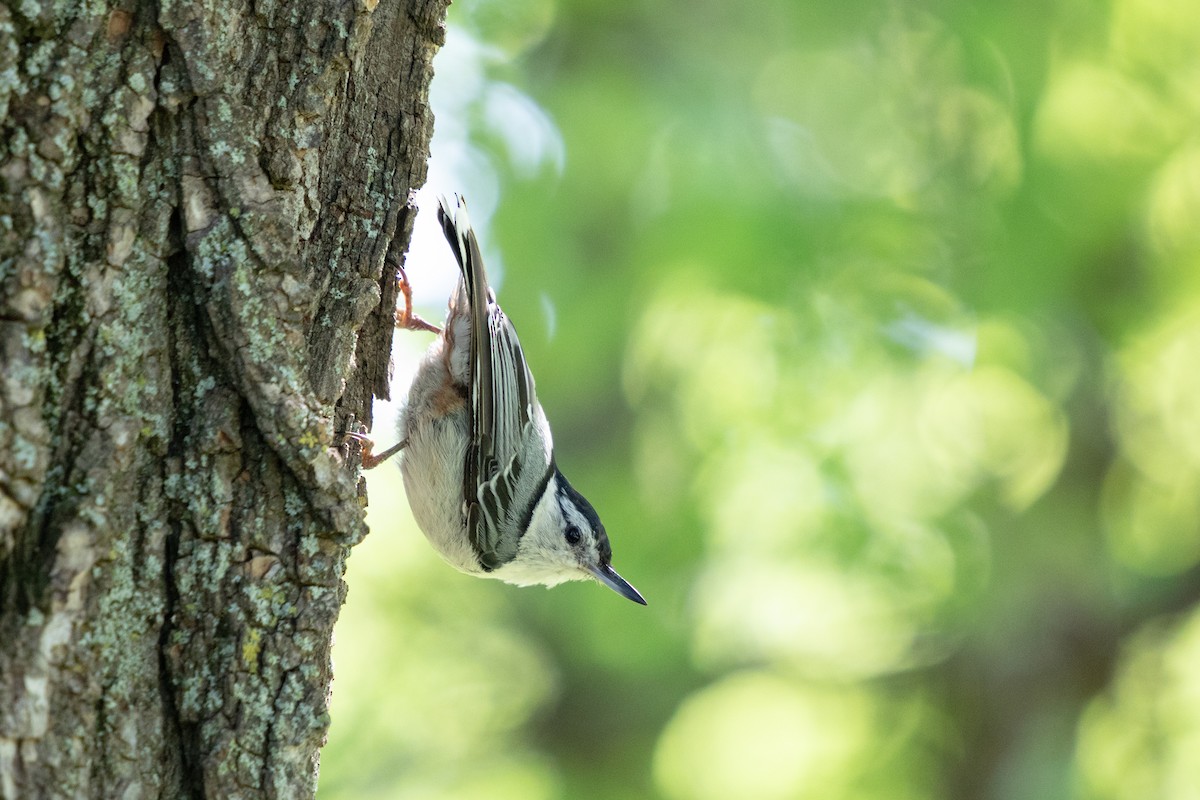 White-breasted Nuthatch - ML641930147