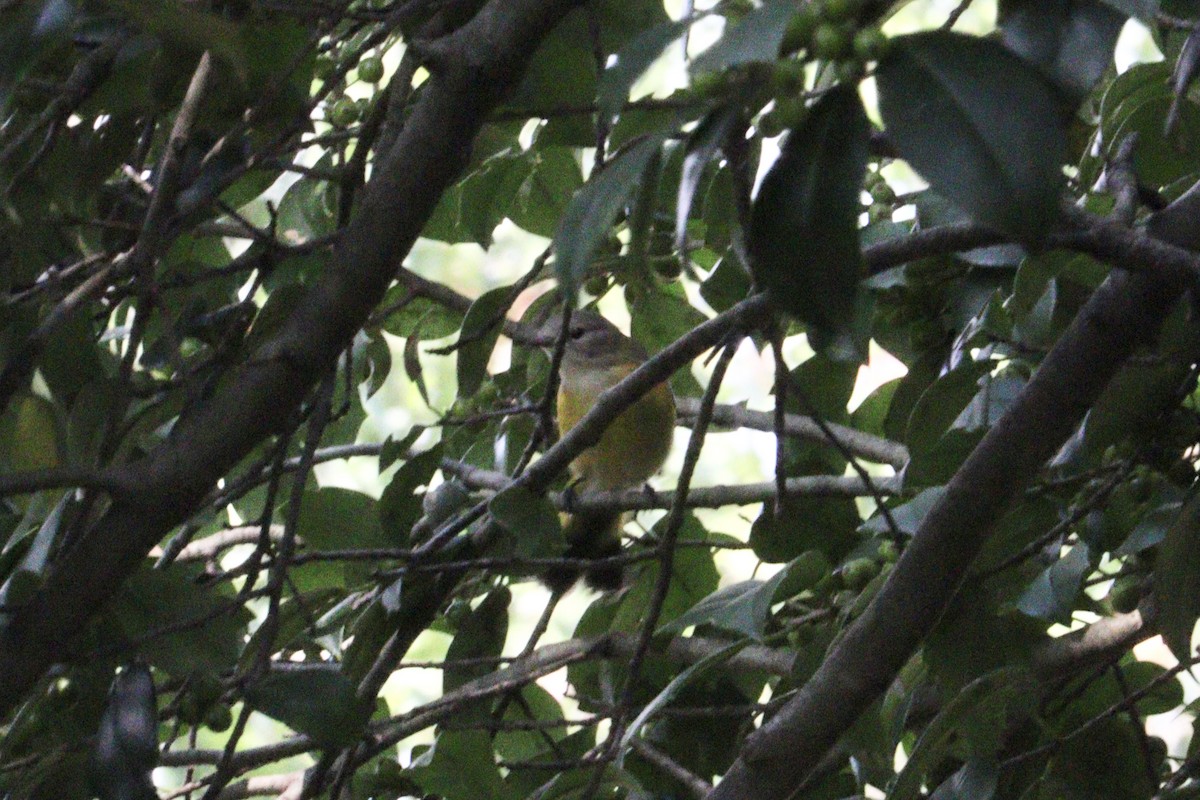 American Redstart - ML641930148