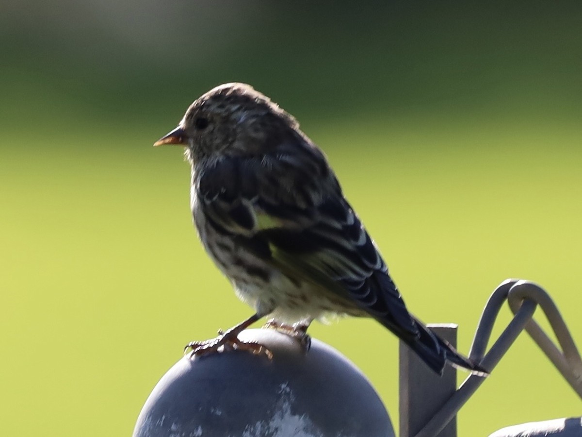 Pine Siskin - ML641930152