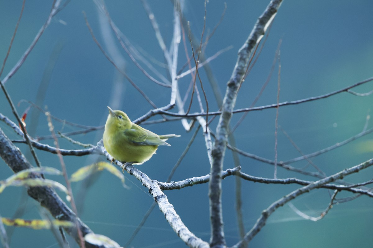 Tennessee Warbler - ML641930156