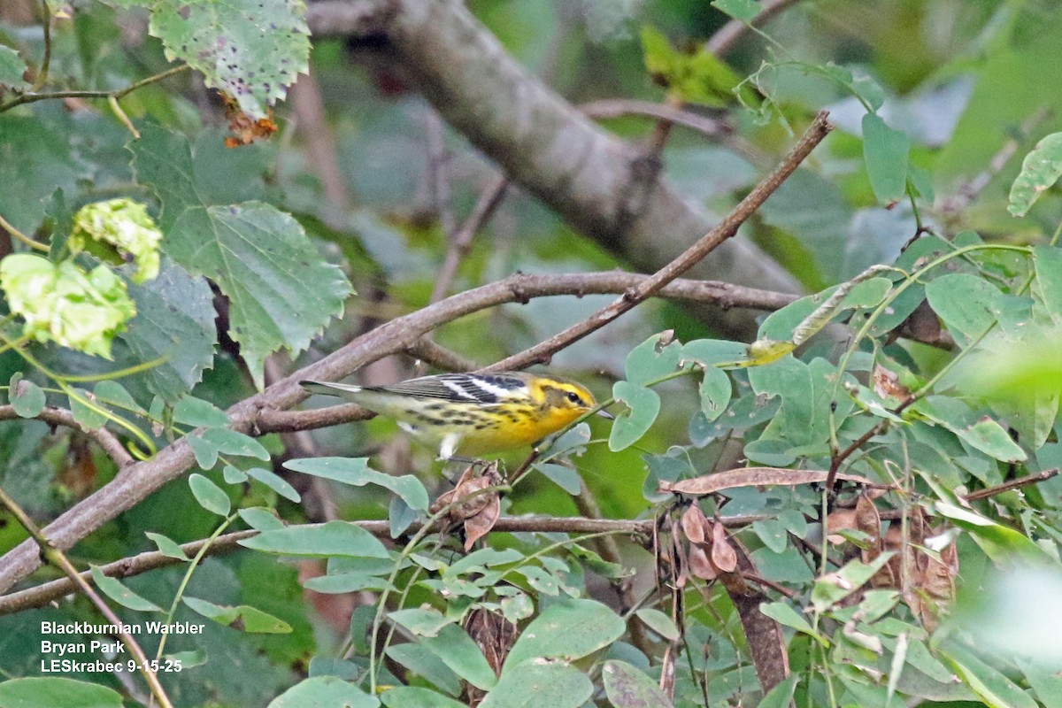 Blackburnian Warbler - ML641930165
