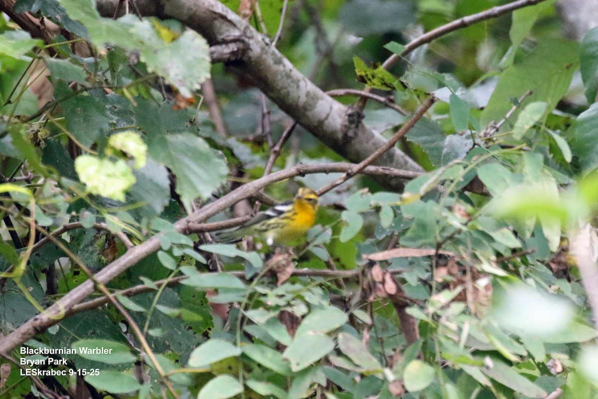 Blackburnian Warbler - ML641930166