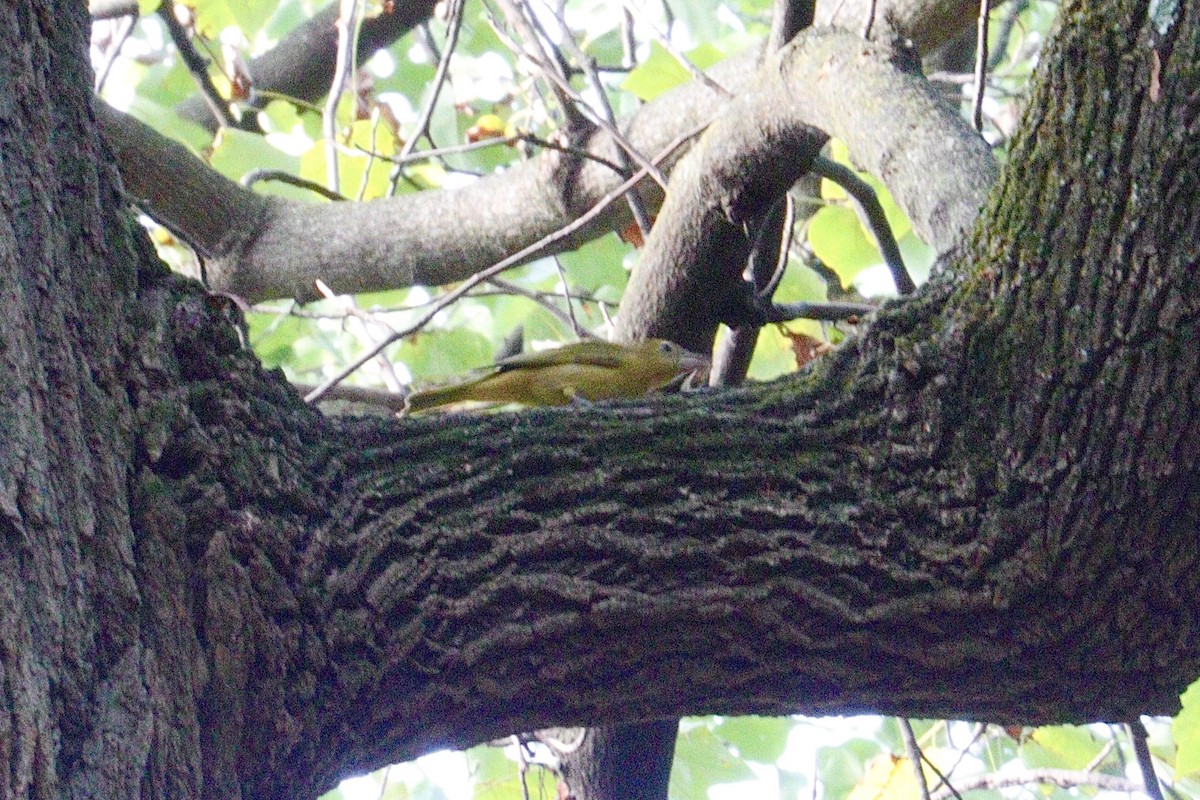 Summer Tanager - ML641930187