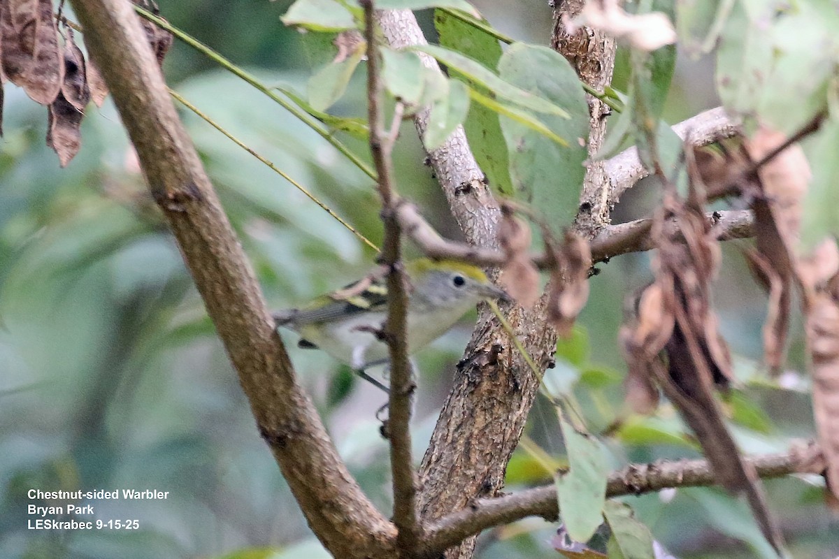 Chestnut-sided Warbler - ML641930188