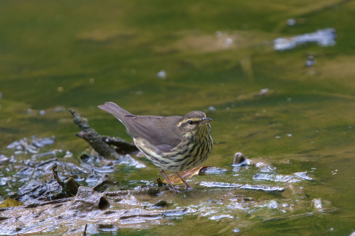 Drosselwaldsänger - ML641930195