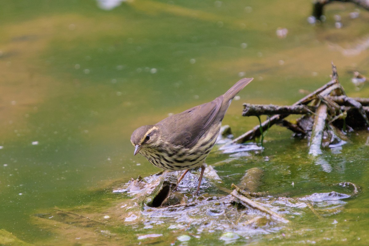 Drosselwaldsänger - ML641930196