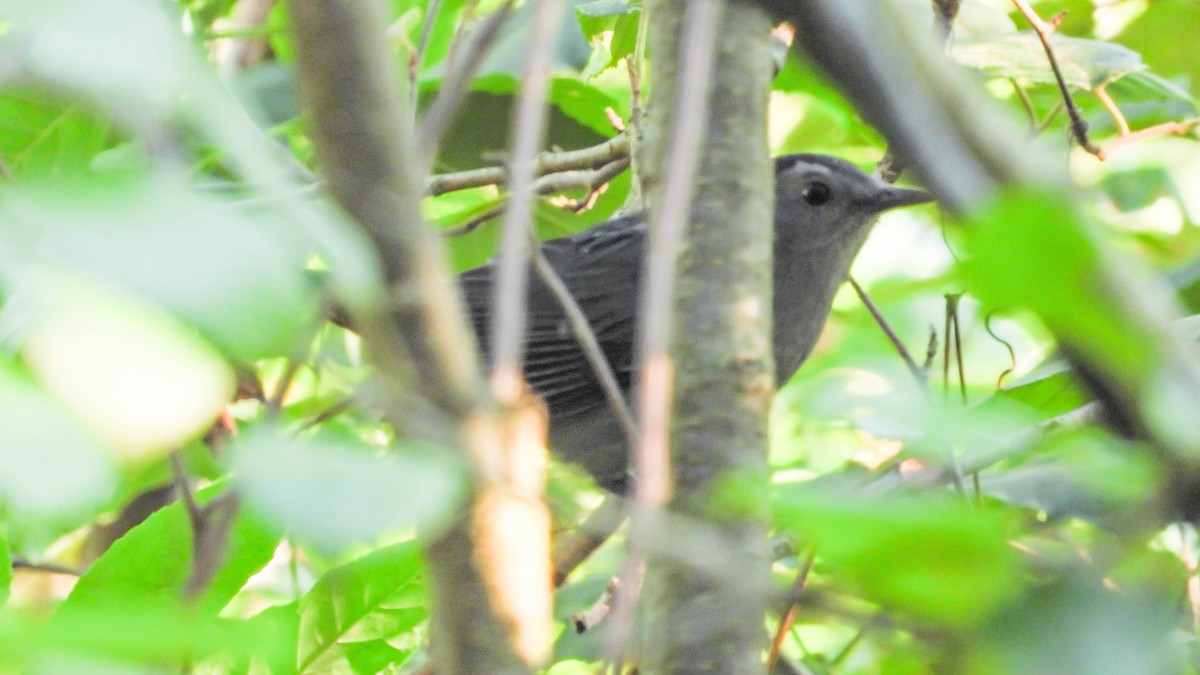 Gray Catbird - ML641930205