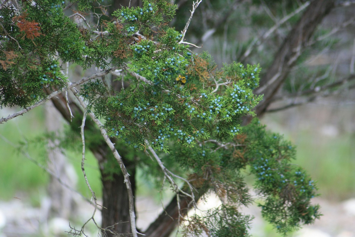 Golden-cheeked Warbler - ML641930221