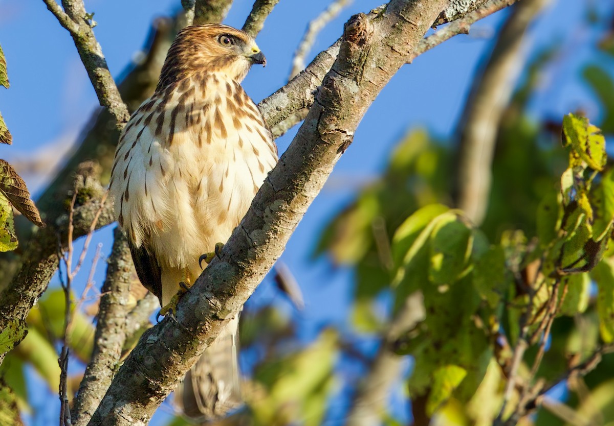 Broad-winged Hawk - ML641930235