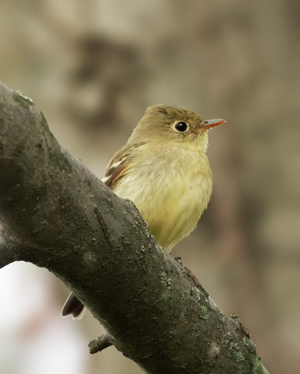 Yellow-bellied Flycatcher - ML641930241